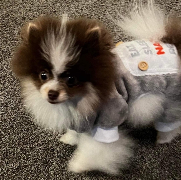 Meet your Posher, Celeste - Picture 6 of 6